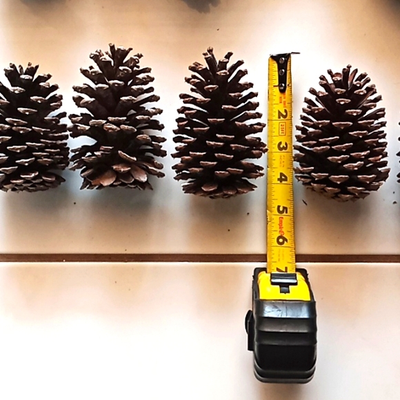 Natural Pine Cones For Crafts. Lot Of 60. 3" To 4" Tall. They're in Great Cond. - Picture 4 of 4